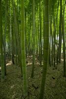 en grön bambu skog i vår solig dag foto