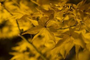 ett upplyst gul löv på de traditionell trädgård på natt i höst stänga upp foto