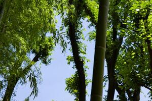 grön bambu löv i japansk skog i vår solig dag foto