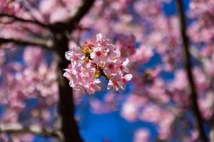 kawazu körsbär blommar Bakom blå himmel solig dag stänga upp foto