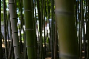 en grön bambu skog i vår solig dag stänga skott foto