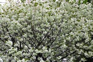 ukon körsbär blommor svängande i de vind molnig dag foto