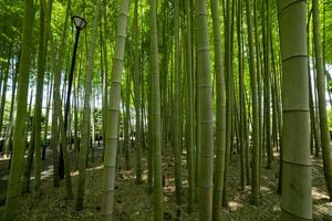 en grön bambu skog i vår solig dag foto