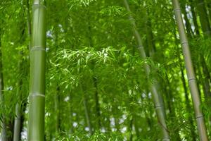 grön bambu löv i japansk skog i vår solig dag foto