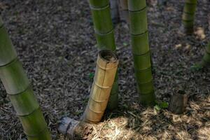 en grön bambu skog i vår solig dag stänga skott ser ner foto