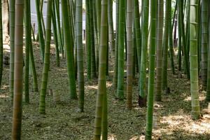 en grön bambu skog i vår solig dag foto