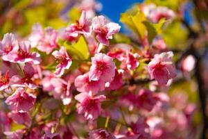 kawazu körsbär blommar i vår säsong stänga upp foto