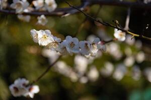 plommon blomma Bakom de blå himmel solig dag stänga upp foto