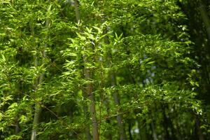 grön bambu löv i japansk skog i vår solig dag foto