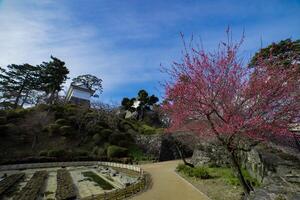 de Port av odawara slott i kanagawa bred skott foto