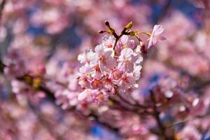 kawazu körsbär blommar Bakom blå himmel solig dag stänga upp foto