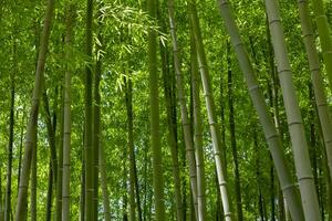 grön bambu löv i japansk skog i vår solig dag foto