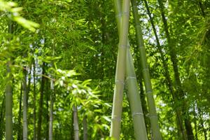 grön bambu löv i japansk skog i vår solig dag foto