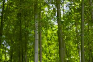 grön bambu löv i japansk skog i vår solig dag foto