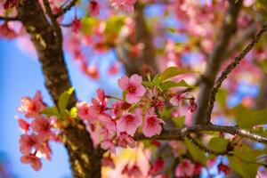 kawazu körsbär blommar i vår säsong stänga upp foto