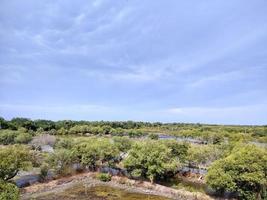 landskapsfoto av mangroveträd. fiskdammsturism foto