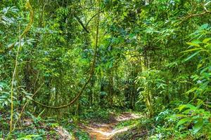 vandringsled i den naturliga tropiska djungelskogen ilha grande brasilien.