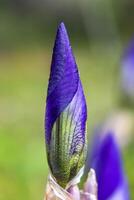 stänga upp av en skön iris blomma knopp. vertikal se foto