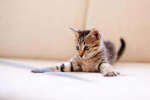 en liten randig kattunge spelar på en beige filt och fångst något med henne tassar, jakt foto