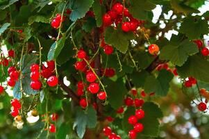 röd vinbär bär på en gren med grön löv foto