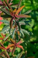 regndroppar på skön euphorbia löv. solig sommar dag efter regn. foto