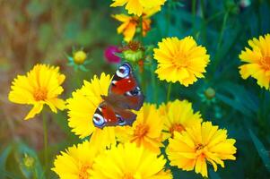 fjäril på gul coreopsis i sommar trädgård närbild foto