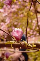 skön blomning magnolia träd i vår i de parkera foto