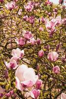 skön blomning magnolia träd i vår i de parkera foto