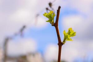 närbild se av tidigt vår löv och knoppar tillväxt på julius spatala vinstockar i Wuerzburg, franken, Bayern, Tyskland. blå molnig himmel bakgrund. bokeh. selektiv fokus. kopia Plats. foto