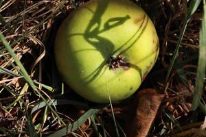 närbild av ett äpple om på de jord mellan blad av gräs. ett grön äpple falla ner från en träd till de äng under de träd. suddig bakgrund, fokus på de äpple. topp se foto
