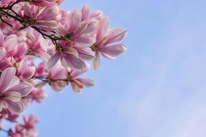 närbild av rosa magnolia blommor och knoppar. magnolia soulangeana mot de blå himmel. magnolia grenar. massor av blommor. minimalistisk.kopia Plats. foto
