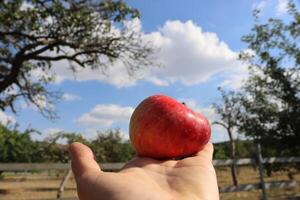 de kvinna är stretching henne hand ut och hand och innehav ett röd mogen ljuv äpple på henne handflatan. de skön landskap med ett äpple träd trädgård, blå himmel och vit moln på de suddig bakgrund. foto