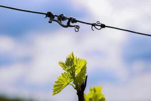 närbild se av tidigt vår löv och knoppar tillväxt på julius spatala vinstockar i Wuerzburg, franken, Bayern, Tyskland. bokeh. selektiv fokus. kopia Plats. bakgrund foto