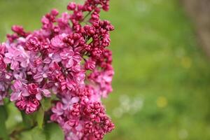 stor lila gren blomma. ljus blooms av vår syren buske. vår blå lila blommor närbild på suddig bakgrund. bukett av lila blommor foto