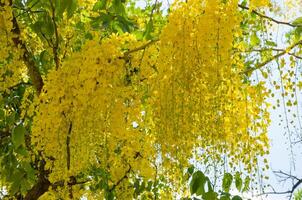 gul blomma av kassia fistel eller gyllene dusch träd blomning i sommar foto