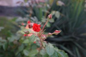 blomma frodig röd ros på en suddig grön bakgrund. foto