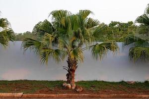 grön palmträd foto
