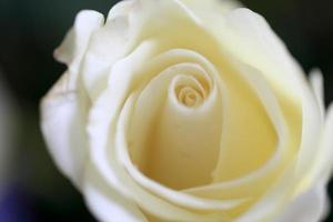 den vita rosen foto