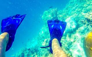 simning under vattnet med blå fenor på de korall rev maldiverna. foto