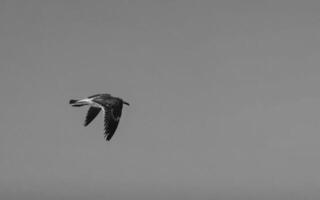 skön pelikan fågel pelikaner fåglar flygande i de himmel Mexiko. foto