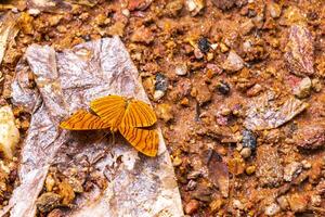 tropisk orange fjärilar fjäril insekt insekter i chiang mai thailand. foto