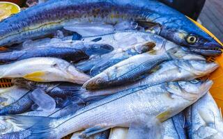 nyligen fångad fisk på de marknadsföra textur mönster i Mexiko. foto