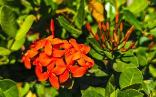 röd orange gul blommor växter i tropisk skog natur Mexiko. foto