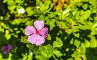 rosa röd lila blommor växter i tropisk skog natur Mexiko. foto