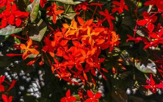 röd orange gul blommor växter i tropisk skog natur Mexiko. foto