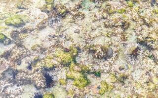 lång spinnad hav kråka sjöborrar koraller stenar klar vatten mexico foto