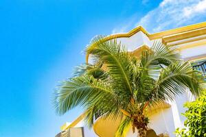skön tropisk handflatan träd palmer träd arter blå himmel Mexiko. foto