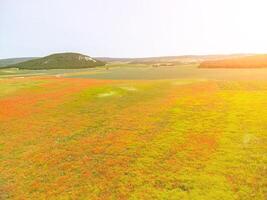 fält av röd vallmo. antenn se. skön fält scharlakansrött vallmo blommor med selektiv fokus. röd vallmo i mjuk ljus. glänta av röd vallmo. papaver sp. ingen foto