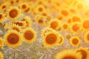 ljus solros blomma. närbild av en solros i full blomma, skapande en naturlig abstrakt bakgrund. sommar tid. fält av solrosor i de värma ljus av de miljö Sol. helianthus annuus. foto