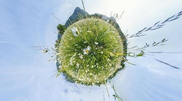 kamomill fält panorama. vit daisy blommor i stor fält av frodig grön gräs på solnedgång. 360 liten planet panorama. kamomill blommor fält. natur, blommor, vår, biologi, fauna begrepp foto